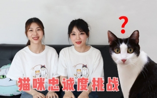 咬人猫假扮三猫，家里突然换铲屎官，猫能认出来吗？